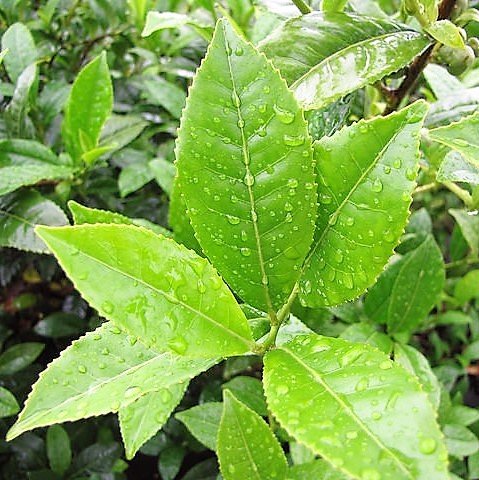 FSS Green Tea Extract CCT